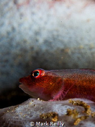 goby profile by Mark Reilly 